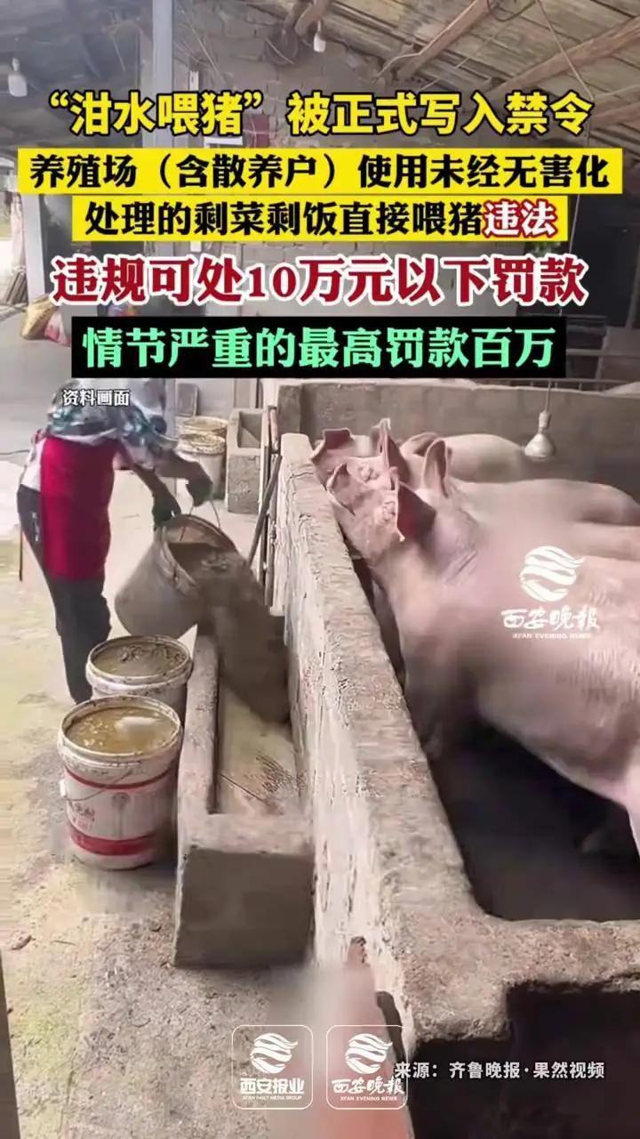 最新修订的畜牧法规正式落地，泔水直接喂猪违法，最高罚款一百万，情节严重还要追究刑