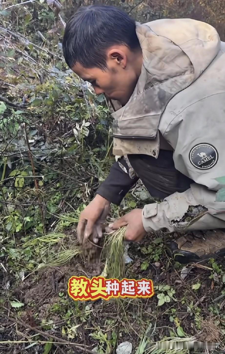 刀疤哥荒野种菜，是要把求生综艺玩成农场
 
看刀疤哥蹲在野地里刨土种野菜，我直接