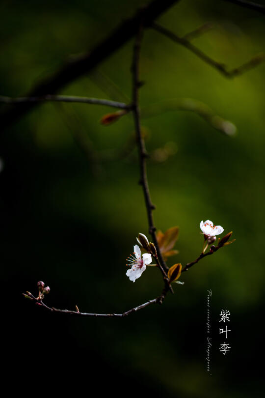 紫叶李|Prunus cerasifera 'Atropurpurea'