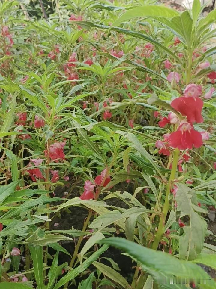 有没有认识这种花的呀？我家房前屋后都种满了这种花，就像给房子围上了一条花围巾。