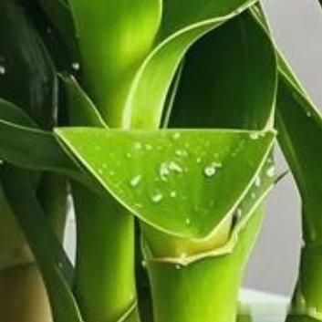 种植 🍃观音竹的养殖方法和注意事项一、光照与温度1.光照需求：观音竹喜欢光照充