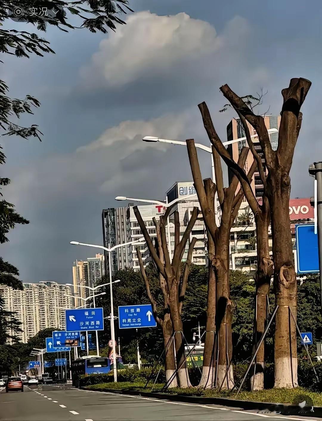 深圳台风来袭时，将树木剃成了光头。广东的气候使得树木容易野蛮生长，剃成光头后，几