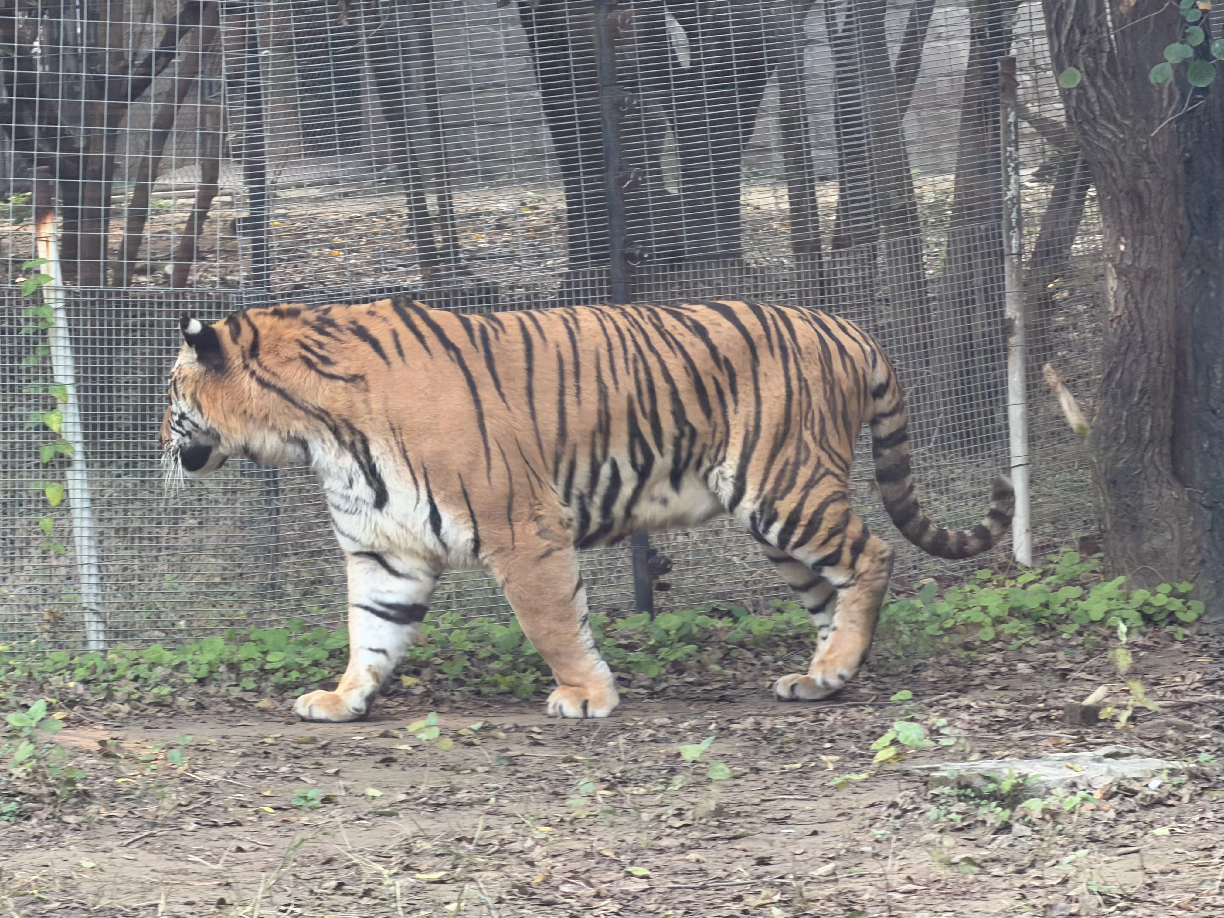 认知v评智库 “武装的先知胜利，手无寸铁的先知灭亡”。——马基雅维里认为实力是一