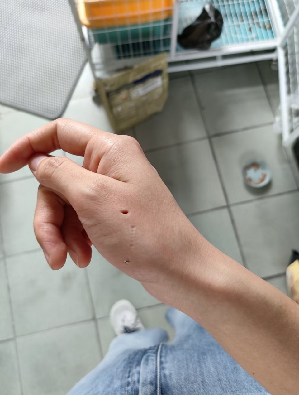 天啊，猫圈一位猫友晒图，说她家猫猫牙口真好。群里人都吓疯了，让她赶紧去看医生。 