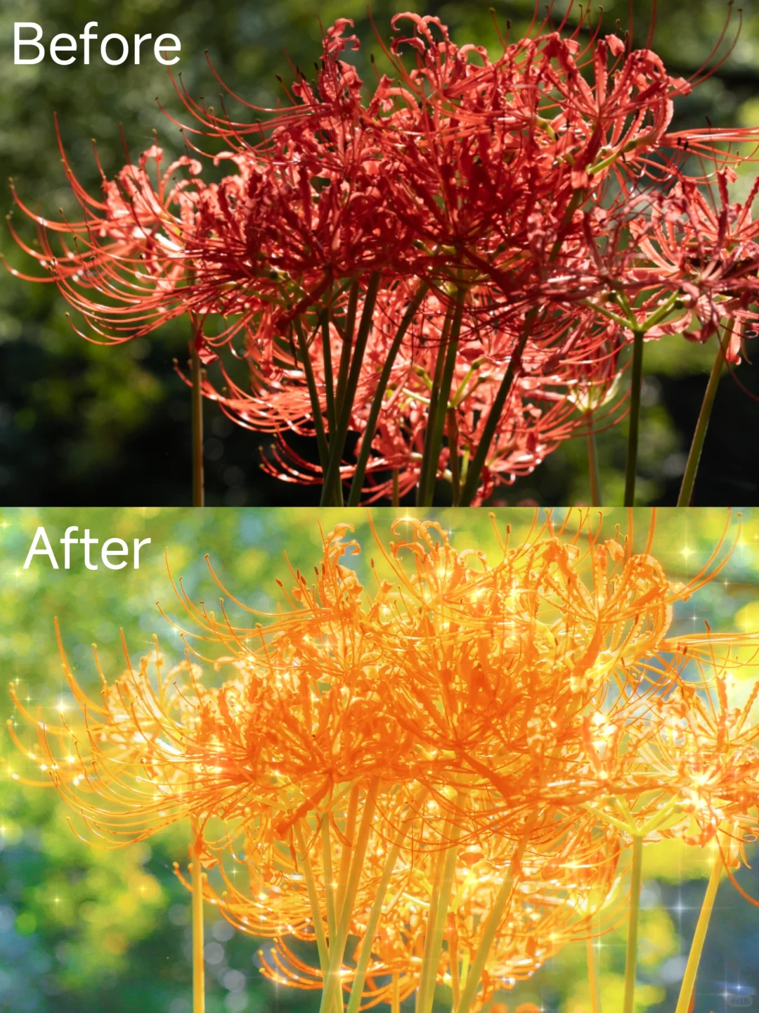 🎨｜梦境发光感彼岸花 详细调色教程！