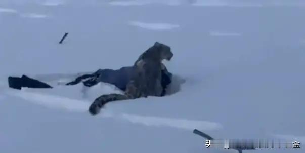 1月23日19时许，新疆富蕴县可可托海镇塔拉特村，一名滑雪游客在返回宾馆途中途经