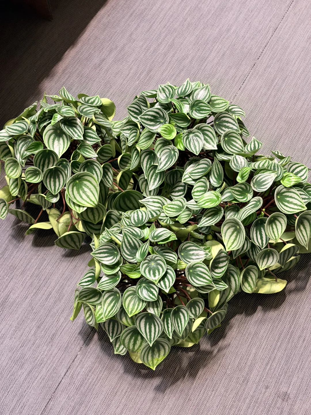 广州浇浇植物快闪MVP结算画面！！！