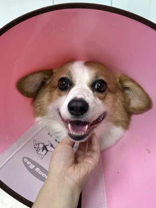 生病也要保持乐观😝4斤自助身价暴涨