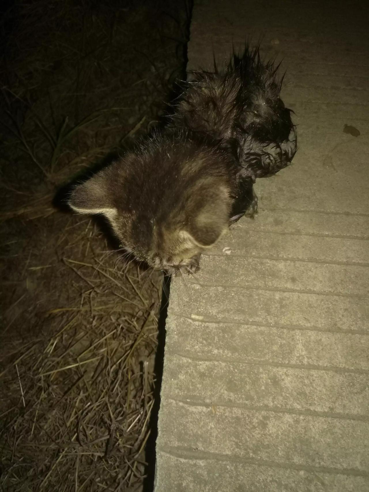 一只能听懂人话的猫

刚才出去散步，看到一只小猫掉到水沟里。沟很深，水流很急，它