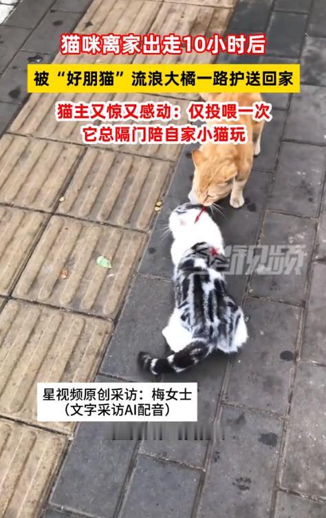 “真暖心！”北京，一女子发视频称，自家养的猫咪走失了近10小时，就在女子焦急寻找