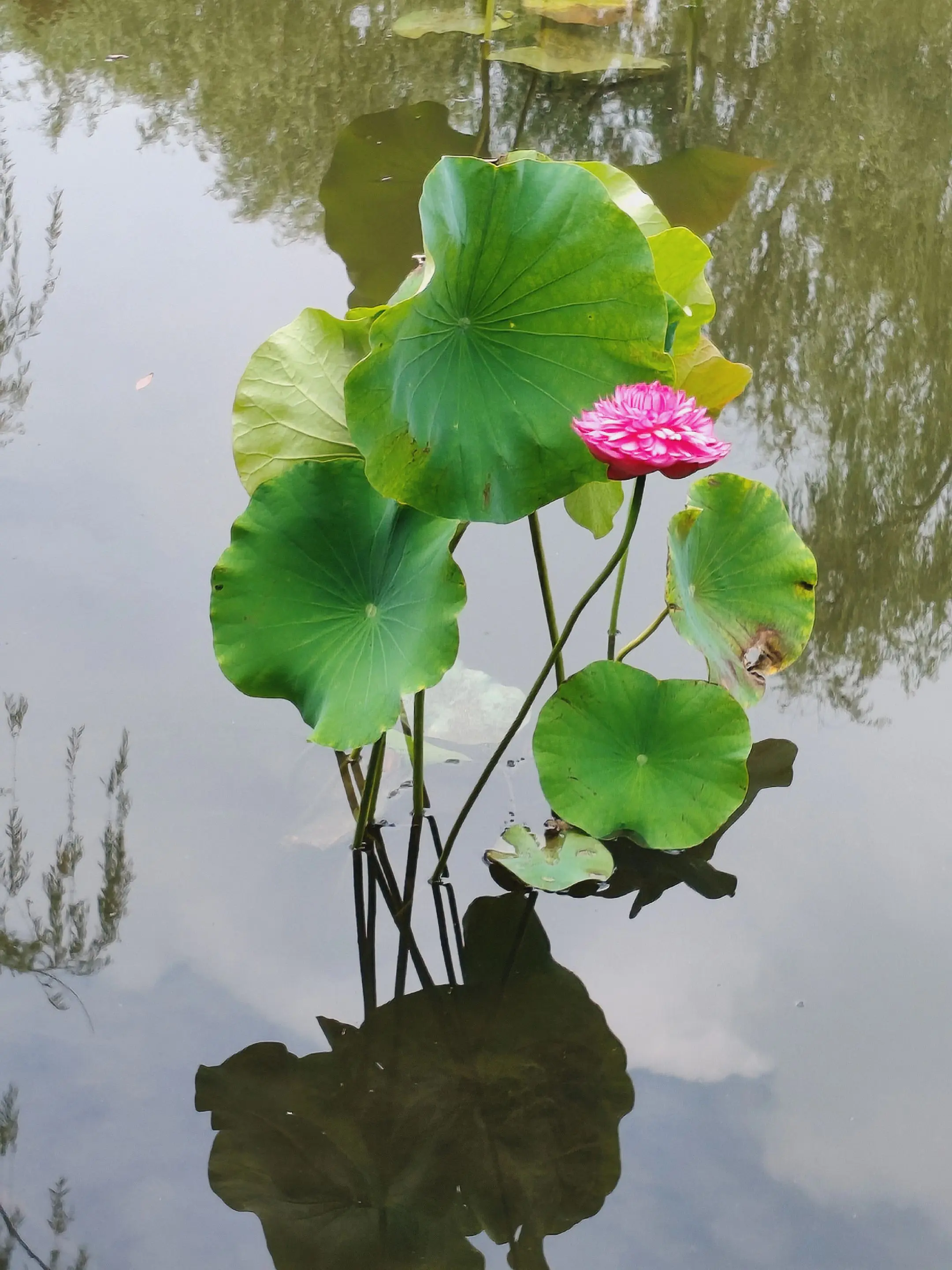 隋唐园的荷花艳得像晚霞🌺。夏日的隋唐园里，荷花正开得娇艳呢～