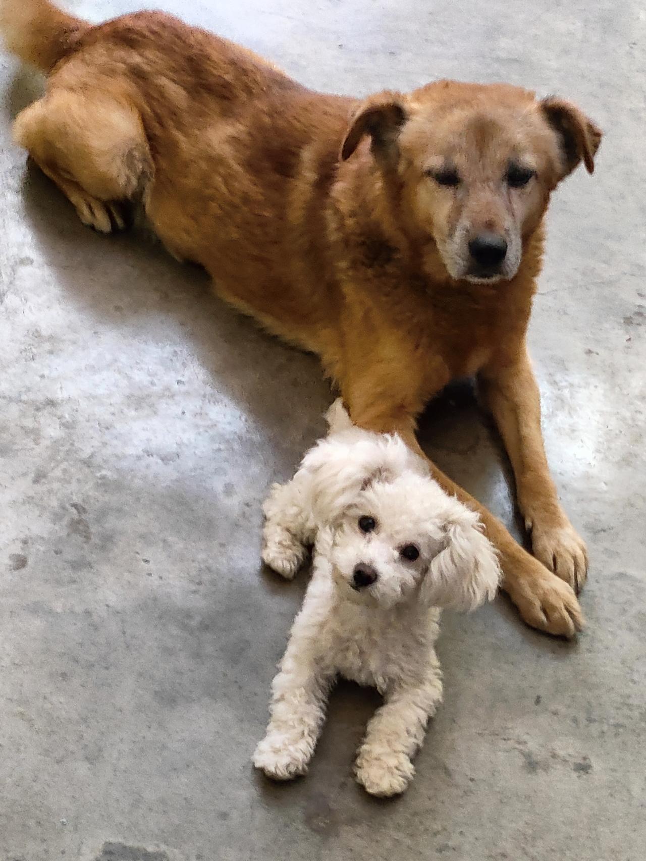 暖棕的温柔裹着软白的蓬松，老犬的沉稳碰着幼犬的鲜活。水泥地衬着毛茸茸的相依，是时