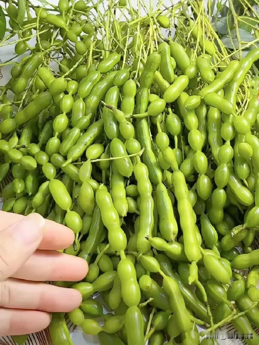 这种豆子你认识吗？他是什么树结的豆子？猜猜他是什么树结的豆子。猜对的是大神人，#