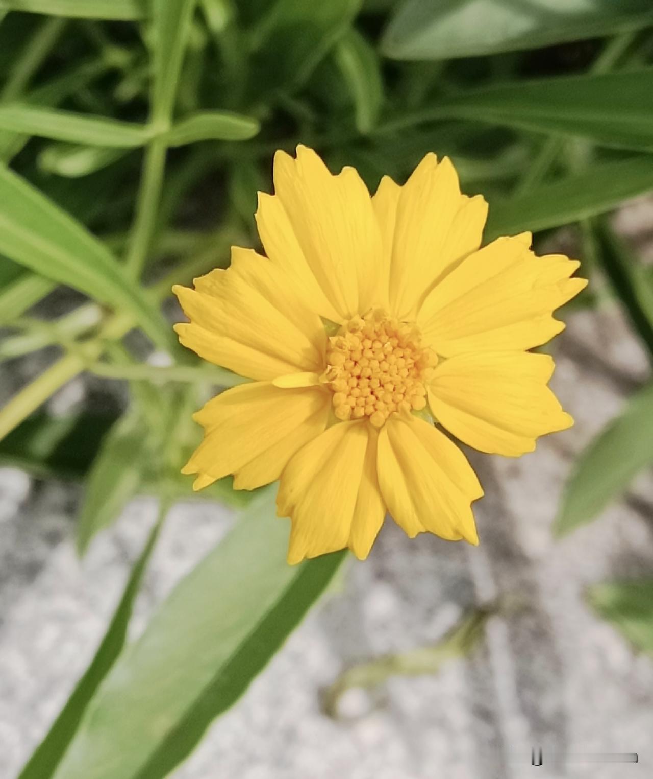 花瓣明亮金黄，灿烂夺目的大花金鸡菊
（图片：拍摄于邢台·泉北大街 2026-8-