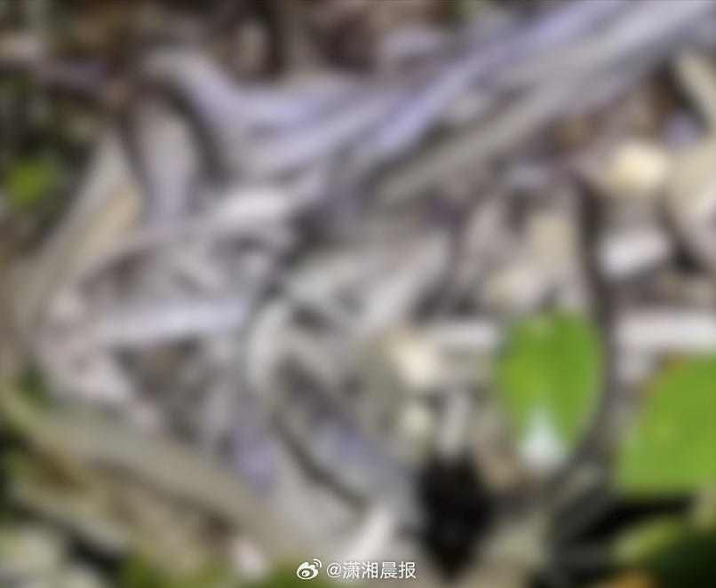 【#成都辟谣青龙湖被放生3000多条蛇#】#警方称网传放生蛇视频事发地为广州#7