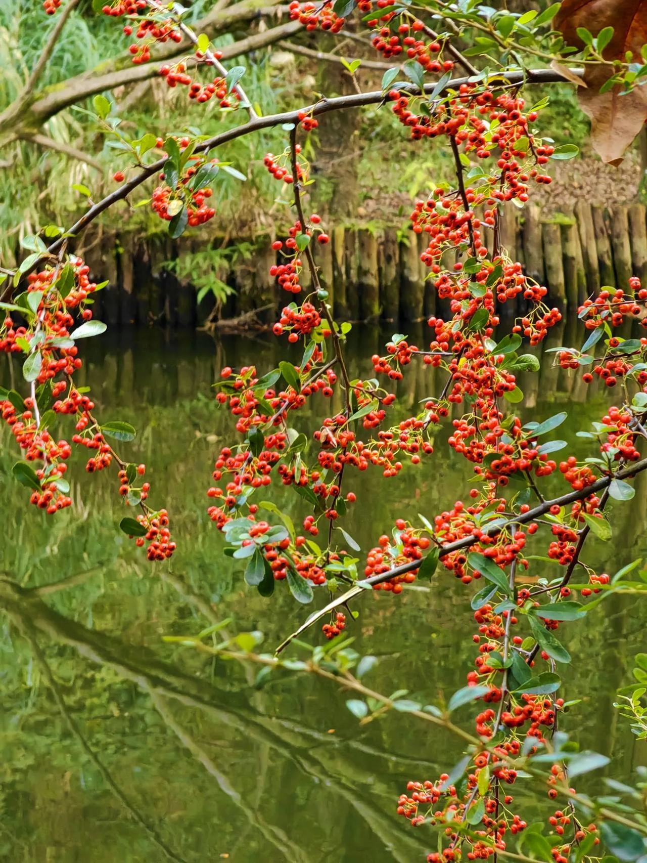 分享手机里的一张夏日