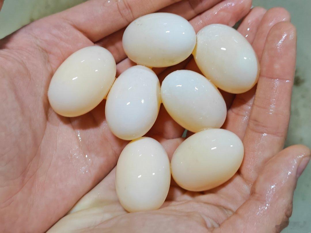 一转头我家大龟下了7个🥚，咋整啊