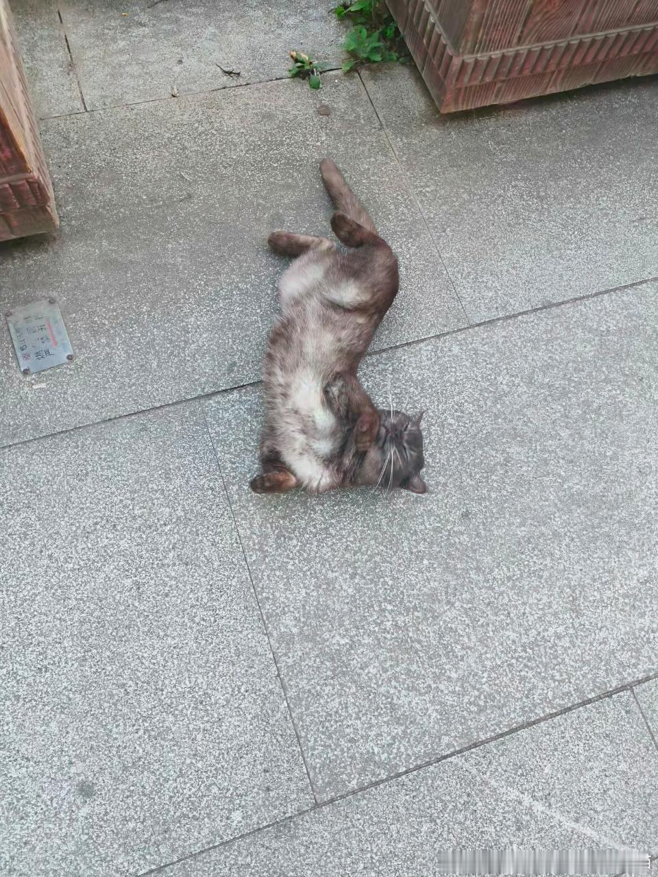 49147【丑猫】如同一个黑色大便 
