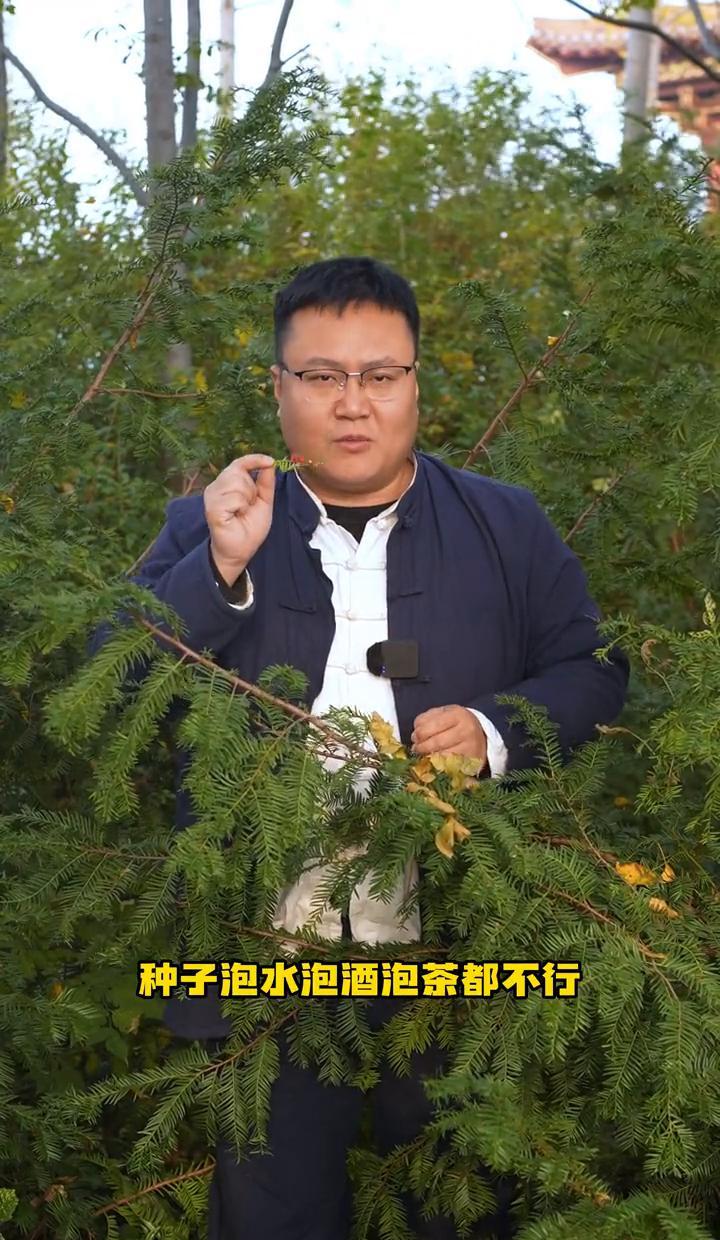 红豆杉不卖果，卖的是命。
青果看着红，吃一口就进医院。
紫杉醇是药，不是野味，别