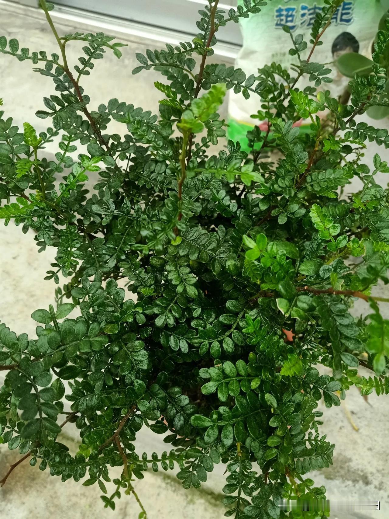 一人一句新年祝福希望2026年事业旺，身体好，天天行好运！