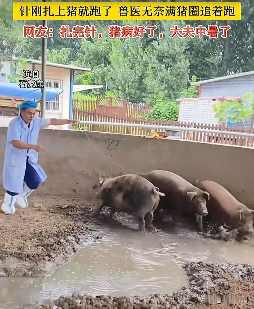 近日，河北石家庄某养殖场因连日高温酷暑，圈里的猪集体中暑，养殖户连忙请来兽医打针