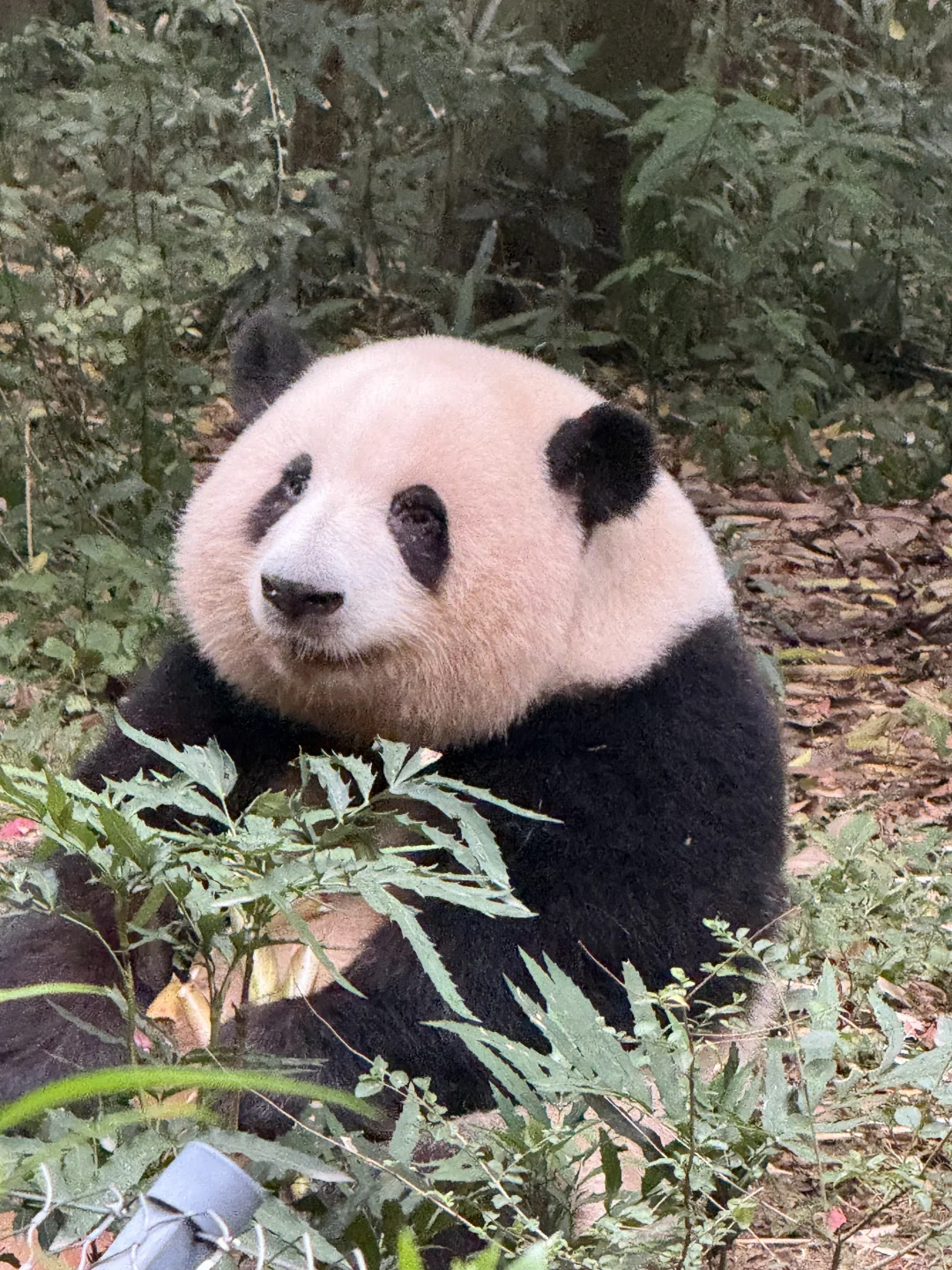 花花叶叶6岁生日快乐🎂🎉