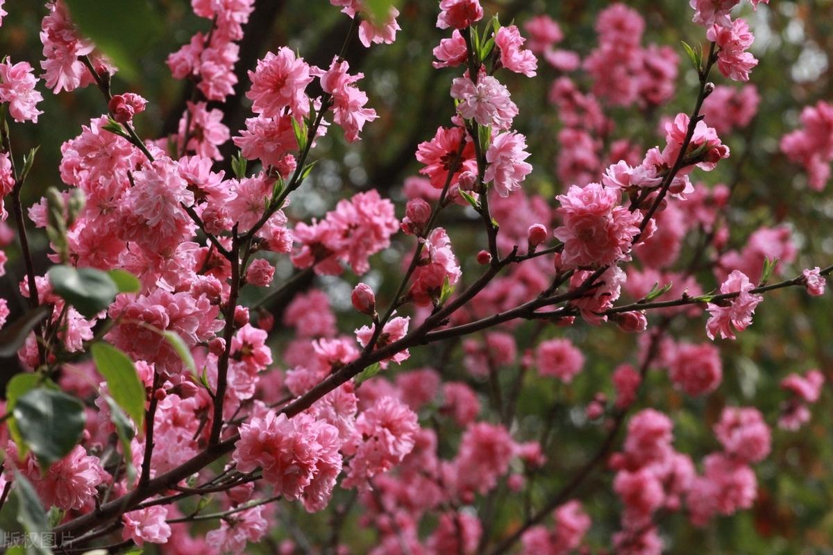再风光的人，背后也有寒凉苦楚，再幸福的人，内心也有无奈难处，谁的人生都不易，笑人