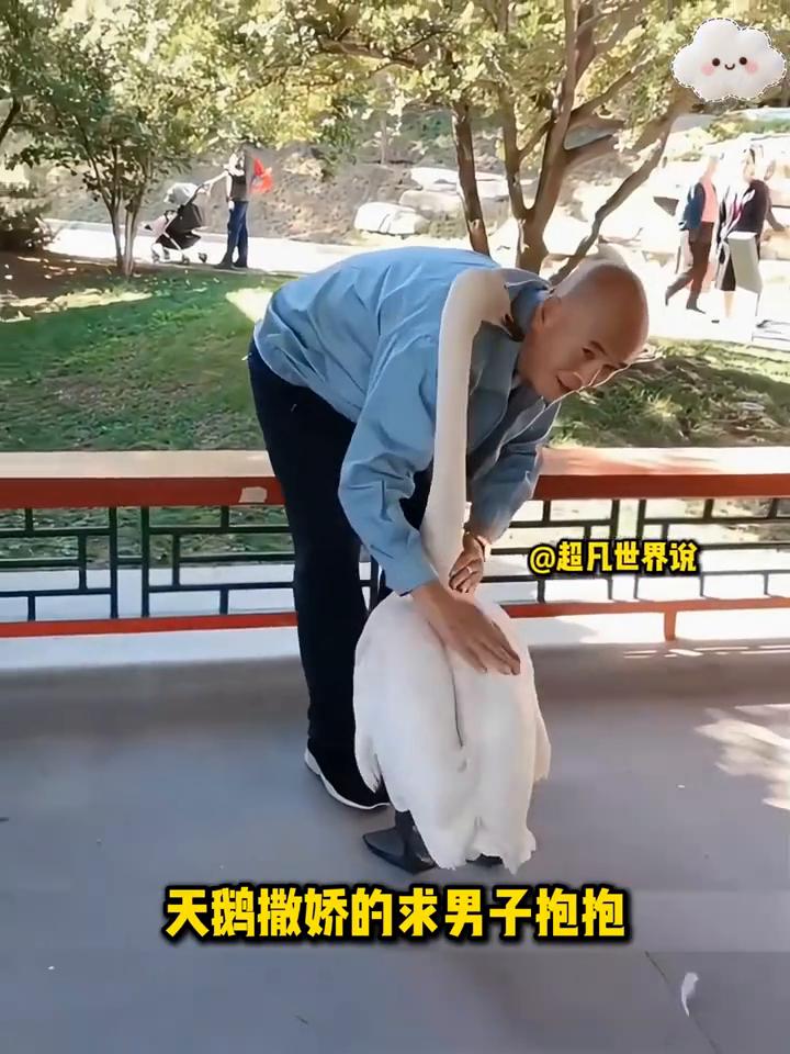 超凡世界说。
男子正在路边散步的时候，发现一只天鹅被卡在了树上，靠近一看，原来它