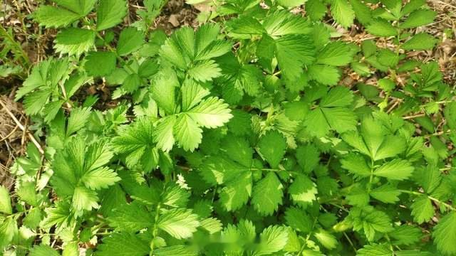 　　有胃癌晚期的朋友，大出血，实在没救了，被医院宣判死刑了，求助中医。这位中医也