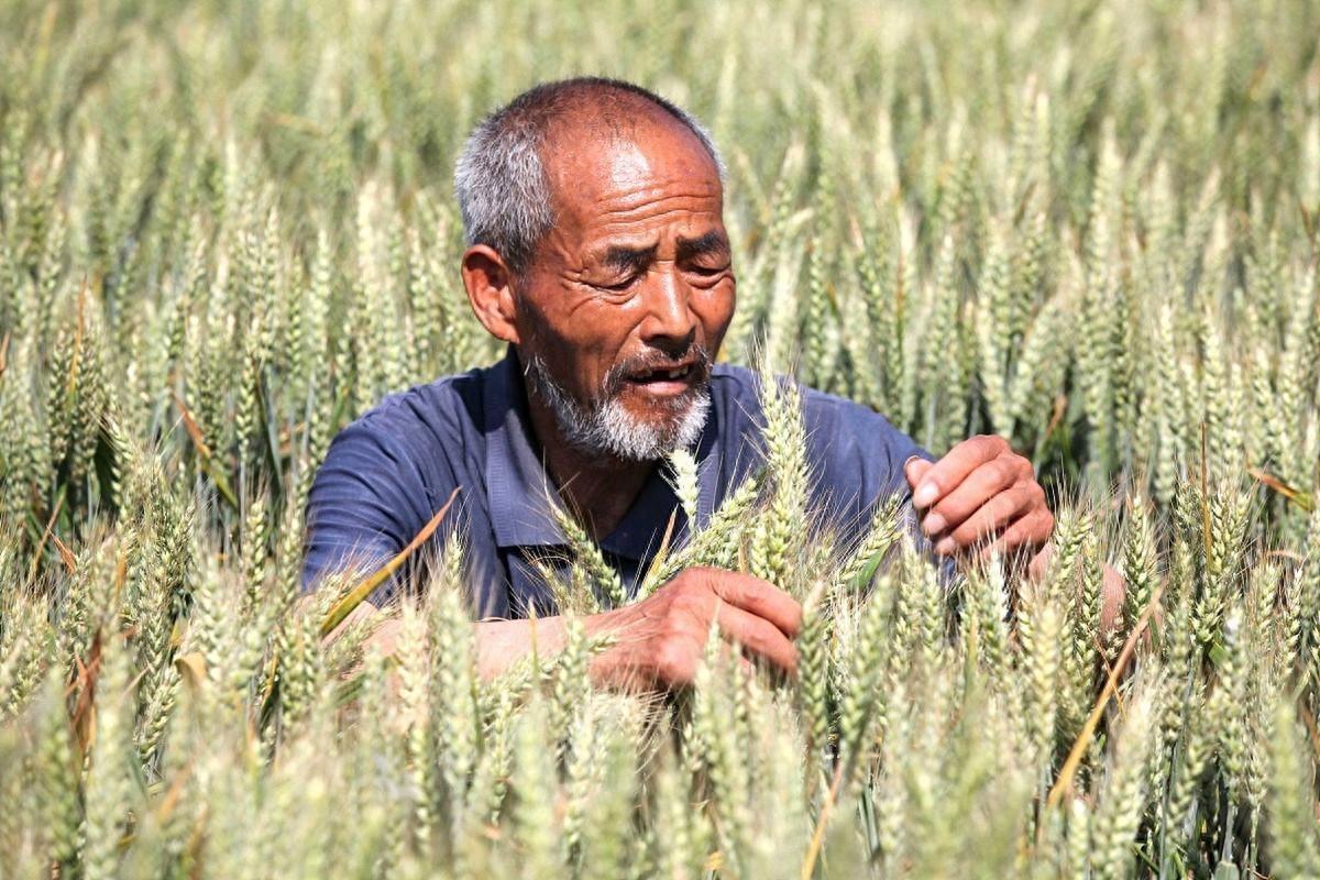 粮食可是全人类的“续命神器”，没它谁也玩不转，但离谱的是，全球农民几乎都在“哭穷