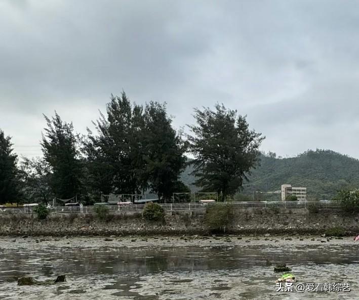春日生活打卡季灰云裹着岸滩的湿意，几棵树把深绿浸在潮气里，远山淡成朦胧的影。滩涂