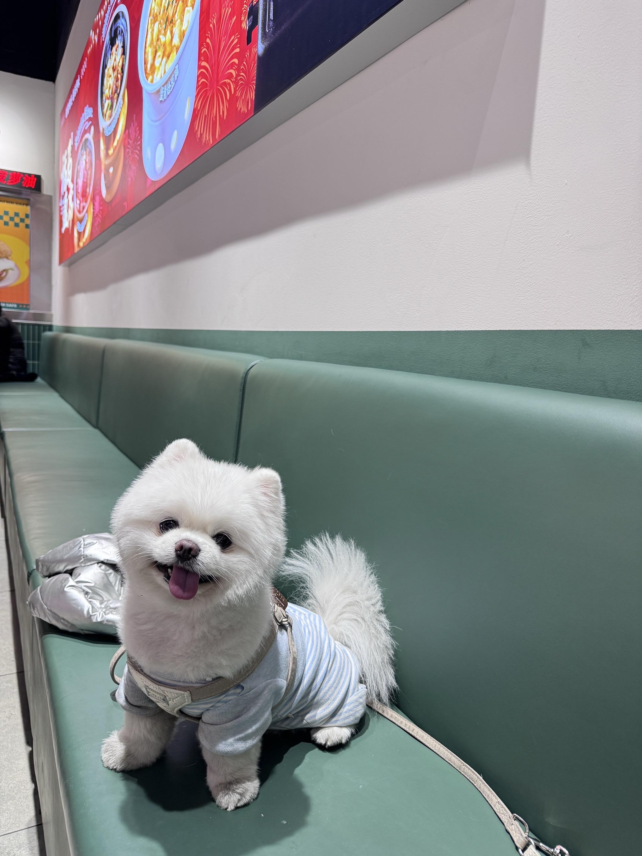 我家小狗这该死的镜头感