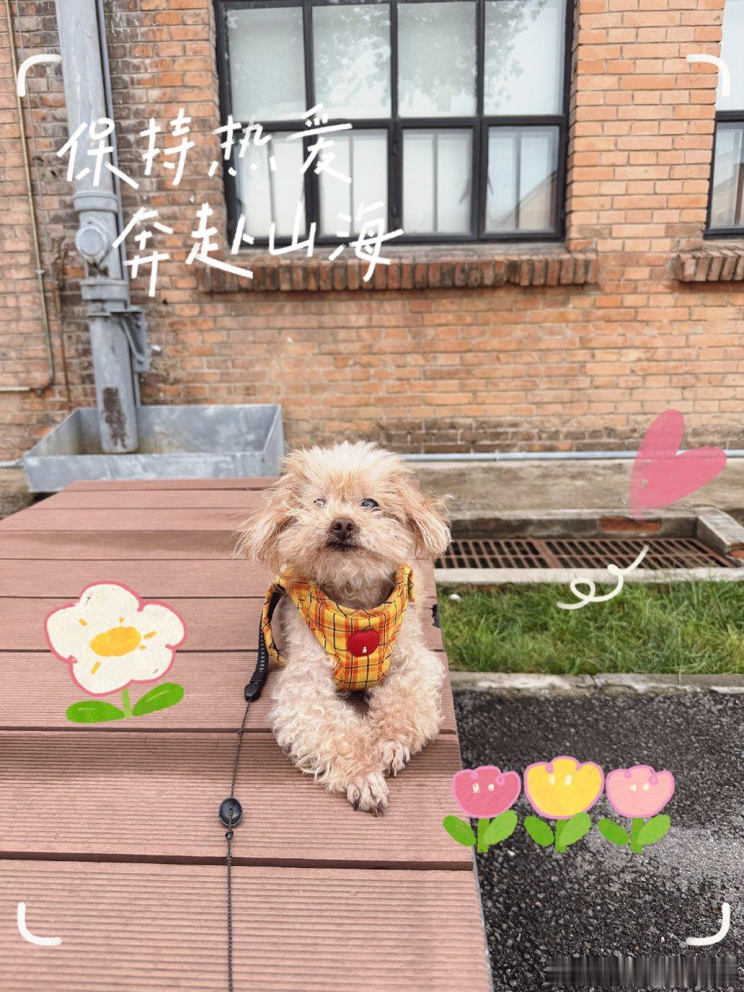 潦草小狗，哈哈