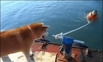 反救援犬 ​​​
