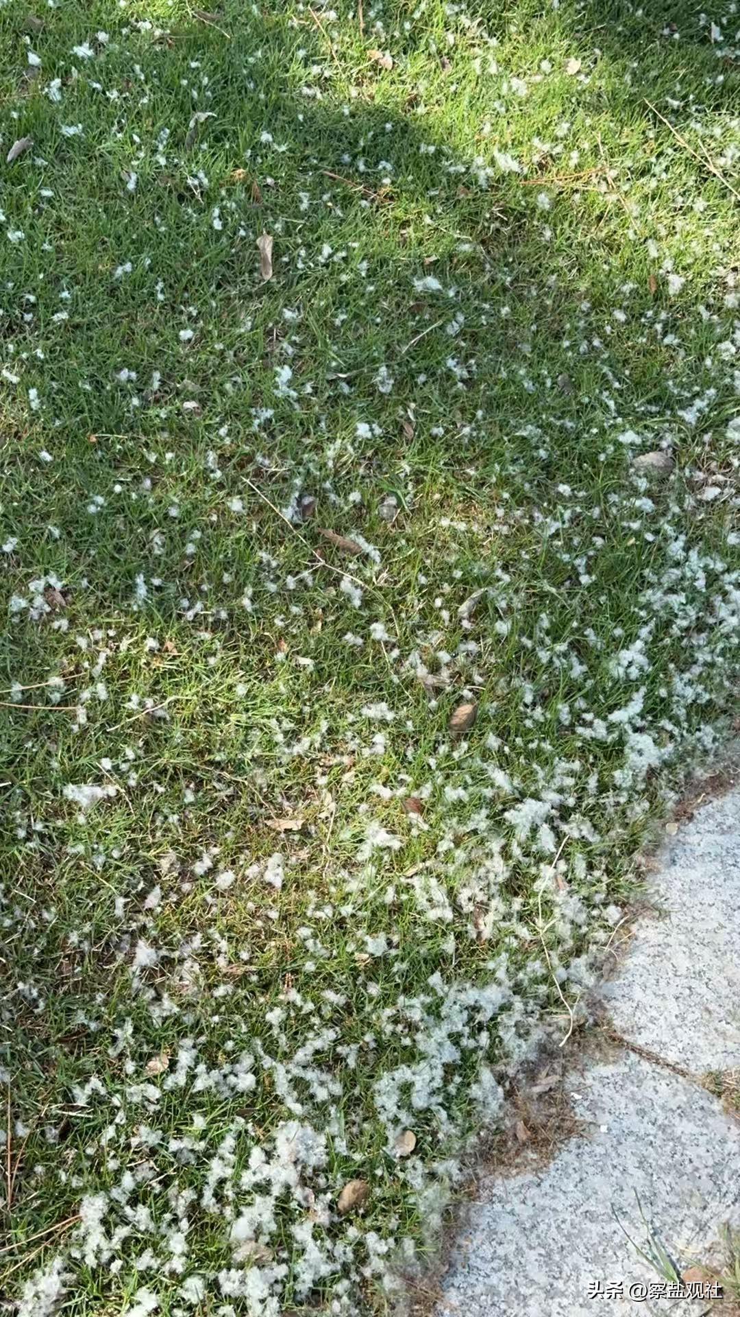 【刚刚，盐龙公园下“雪”了】Ps.柳絮满天飞的季节又来了，有呼吸道疾病或者过敏的