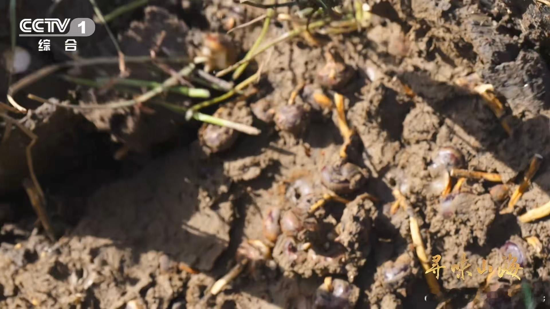 名字带马的水果你吃过吗 安义马蹄的口感谁吃谁夸！咬下去清甜汁水瞬间爆开，果肉脆生