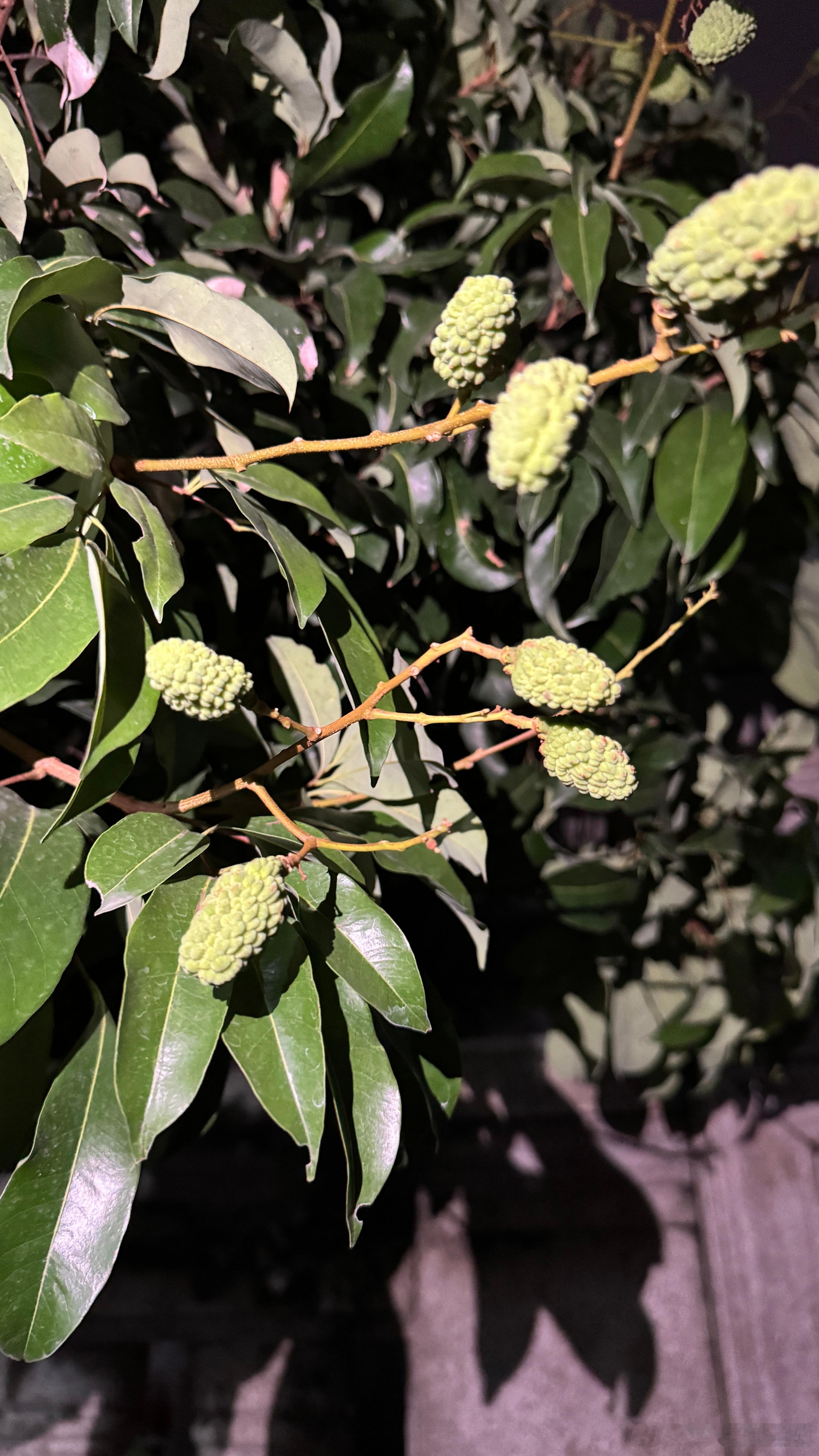 夜跑巡完邻居家的荔枝和瓜了，都长的不错，我回家吃宵夜了