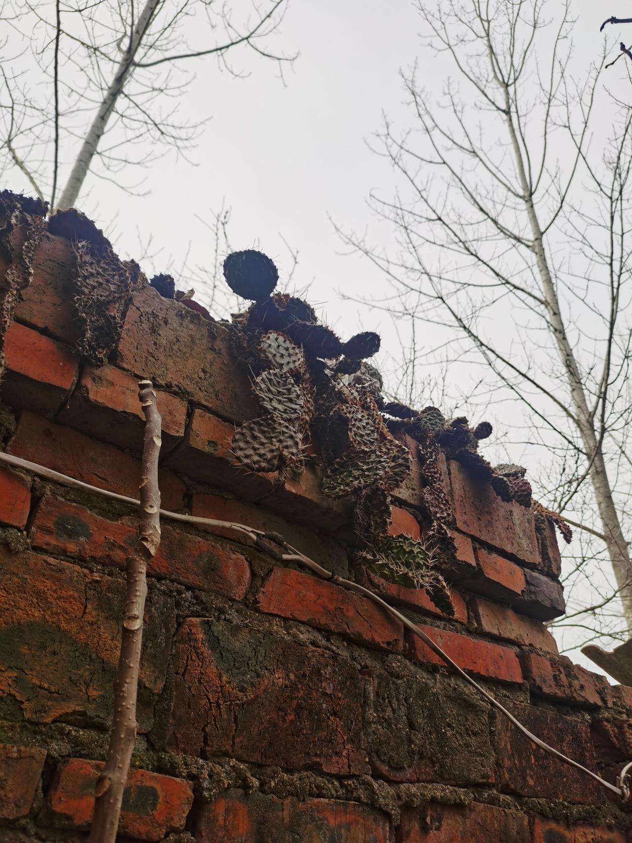 2026年春节，最大的感触是农村老的速度越来越快了。可能再过10年，农村真的没有