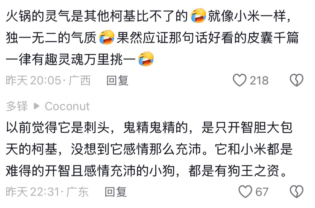太卷了你们宠物赛道狗王都出来了 