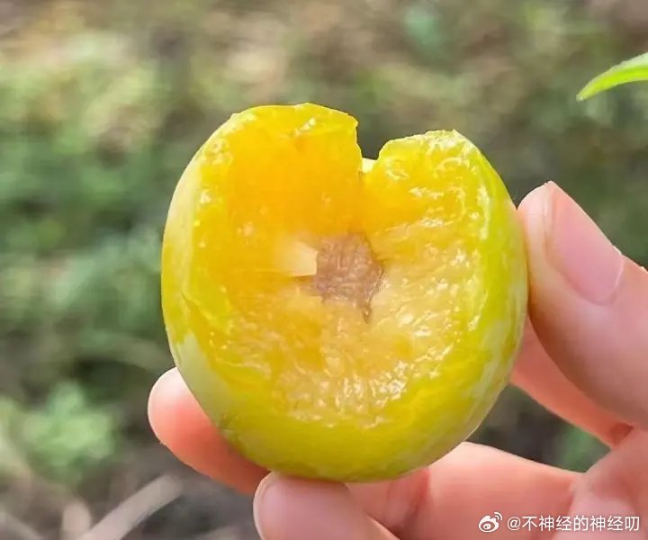 根据已经买了的粉丝反馈。强推三个水果，因为马上这三个水果都要下线，只有明年再见了