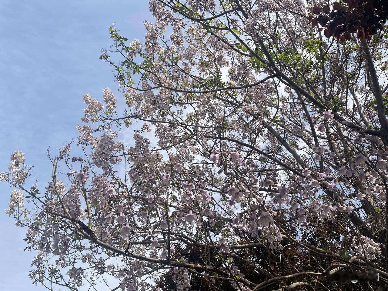 【七律•最美人间四月天】
最美人间四月天，春风化雨慢堆烟，
欢欣燕子轻撩水，忙碌