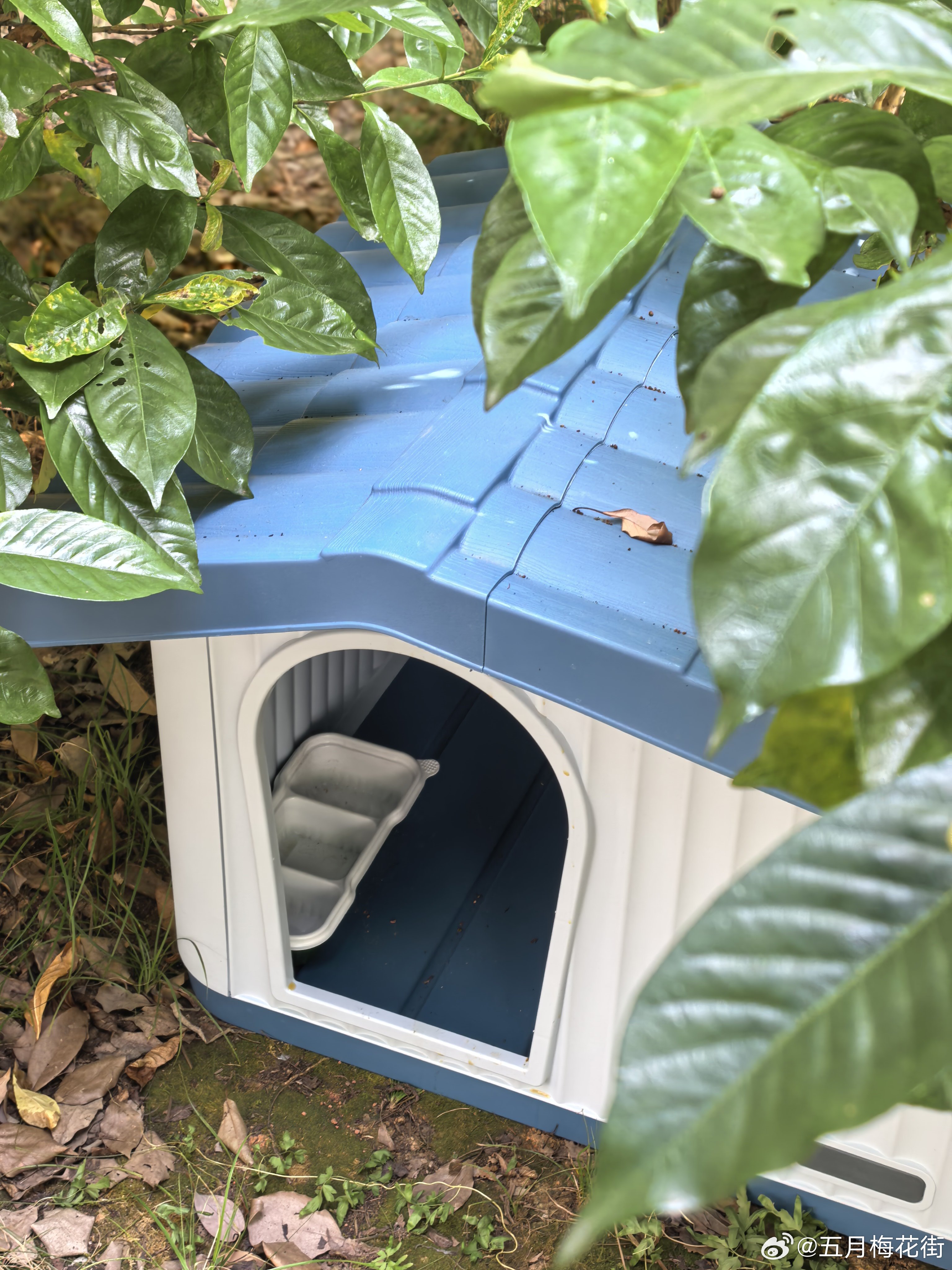 经过三花猫的房子，喵喵不在家，里面已经没余粮了，晚上回家再去上粮，它过得还怪自由
