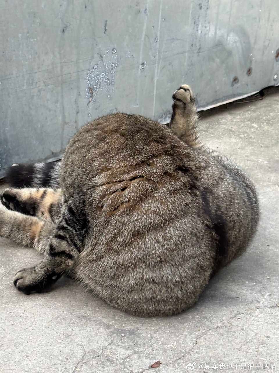 50323【丑猫】猫届卡戴珊来喽 见者有福 