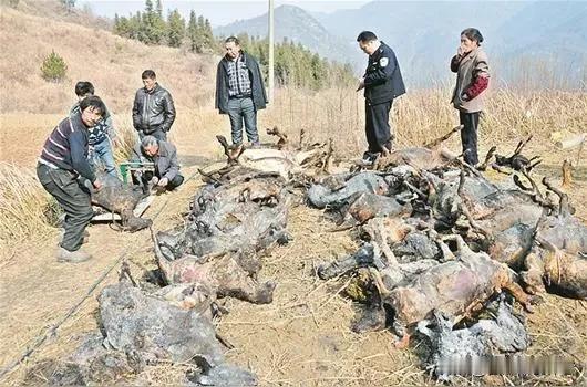 漫天飞絮暗藏凶险，山东农户十余只肉羊惨遭焚毁
 
春风拂面的时节，漫天飞舞的杨絮
