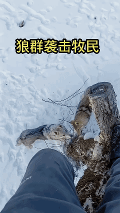 极度危险啦！⚠️
狼群想要袭击牧民！[泣不成声]