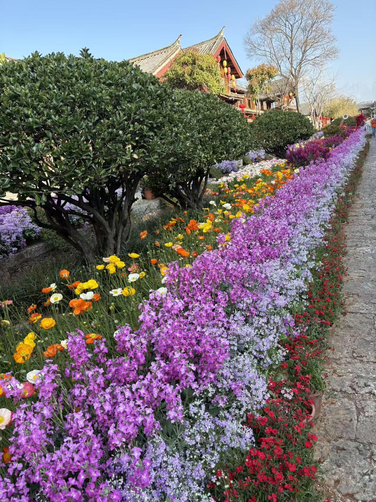晒图笔记大赛滿地鲜花盛开，太漂亮了