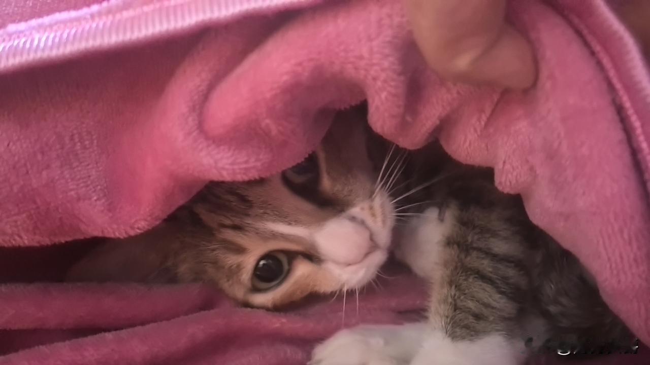 朋友说：“你能说会道，也去搞直播吧！我给你刷个华子。”

华子值多少钱我不知道，