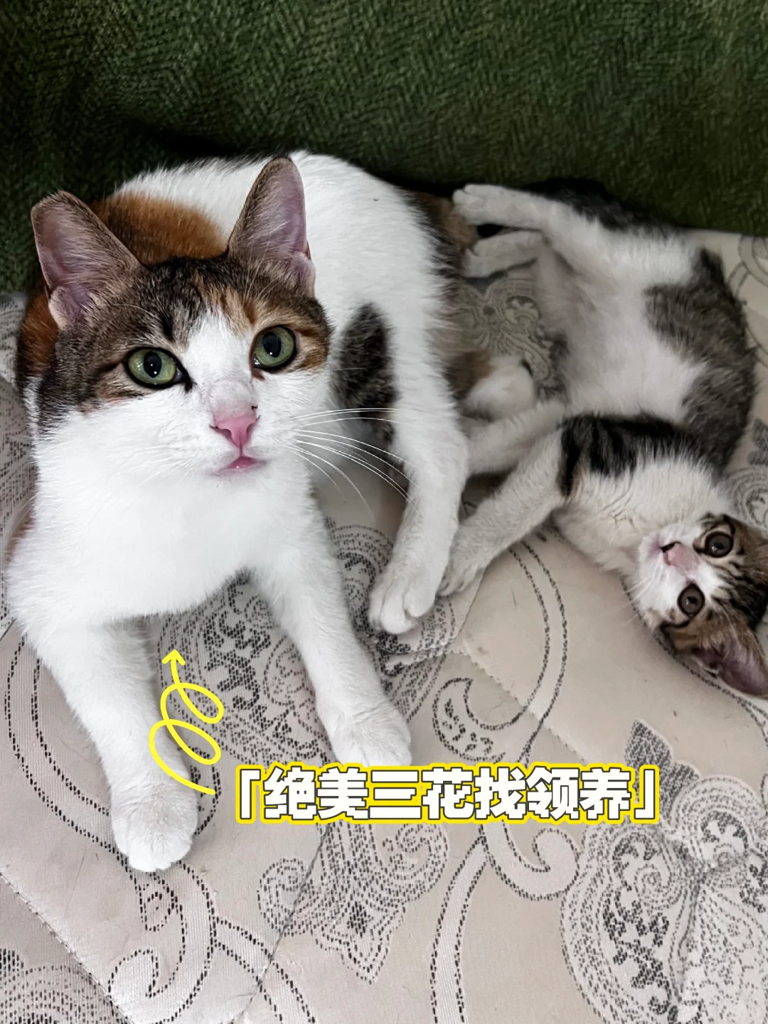 武汉领养｜长春观绝美三花猫等你来领养