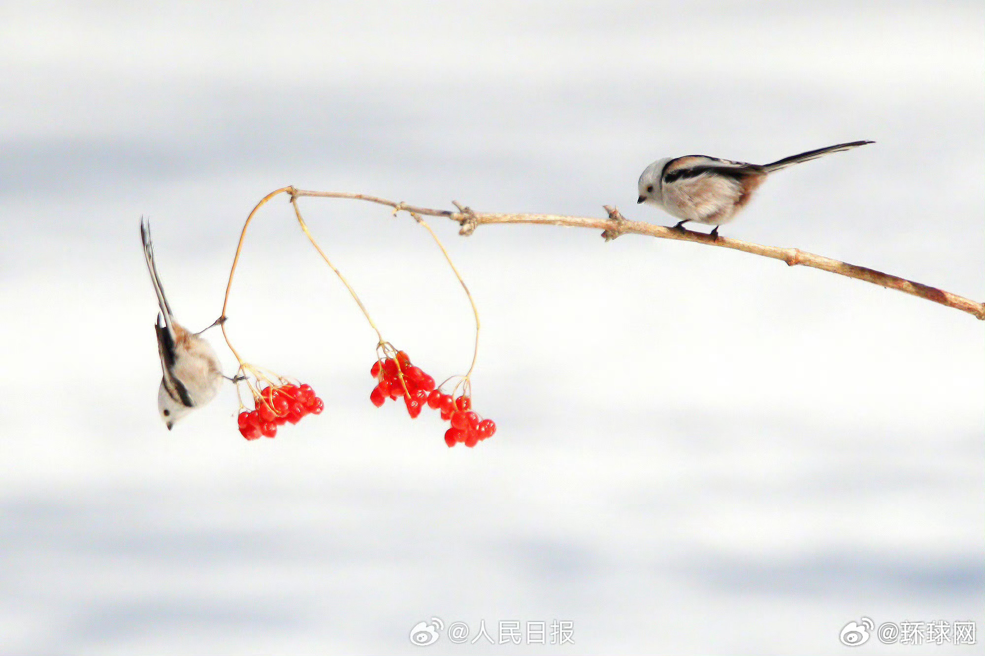 【超可爱！#现实版花鸟图集请查收#】#雪地小鸟嬉戏图好可爱# 近日，黑龙江大庆城