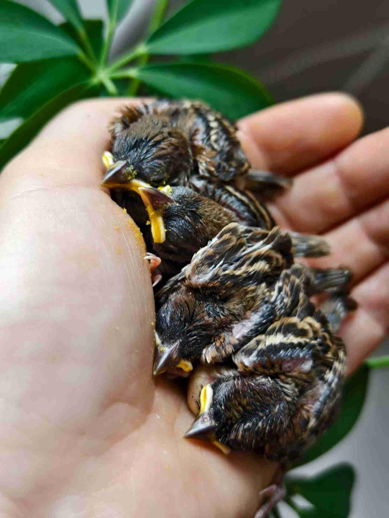 ​       陈老师摊开热乎乎的手掌，小小心心地露出今日份毛茸茸！​天呐，真的